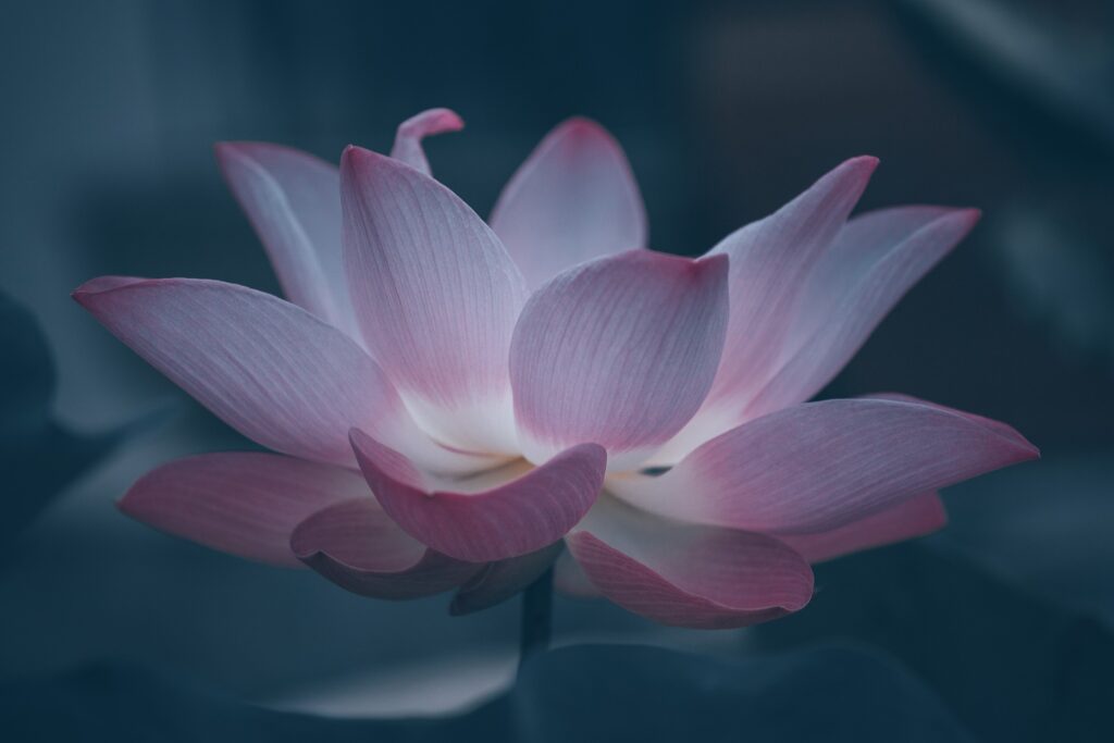 Lotus flower